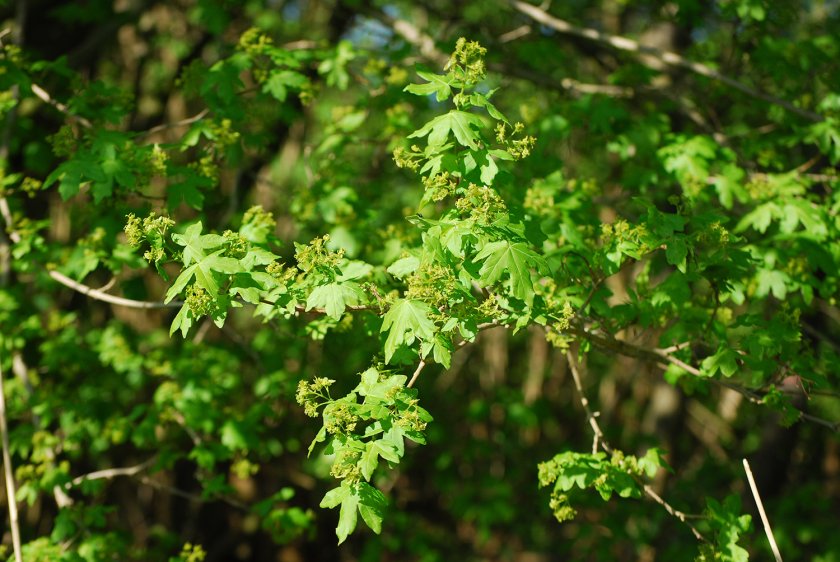 Acer Campestre
